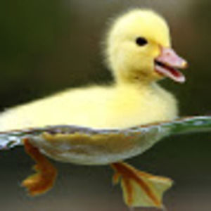 Meet your Posher, Derek